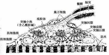 运动终板超微结构模图