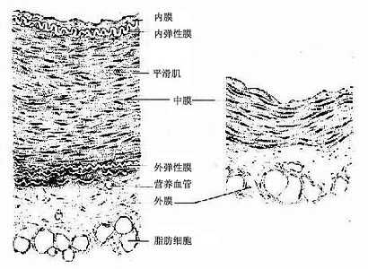 中动脉(左)和中静脉(右)