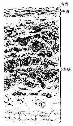 大静脉