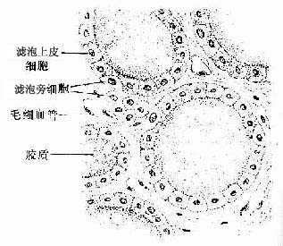 甲状腺