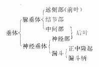 垂体(矢状切面)