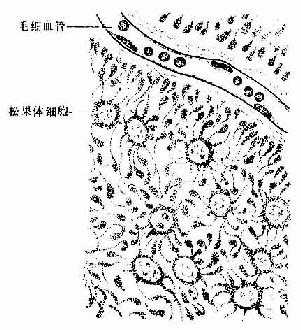 银染法示松果体细胞模式图