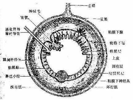 消化管一般结构模式图