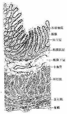 结肠(纵切)