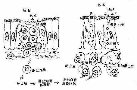 消化管粘膜的免疫功能示意图