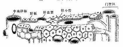 肝板、肝血窦与胆小管关系模式图