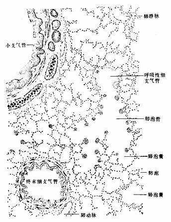 肺