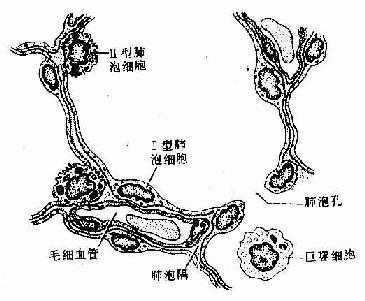 肺泡与肺泡隔