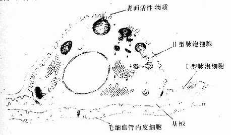 Ⅱ型肺泡细胞超微结构模式图