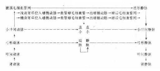 肾的血循环 
