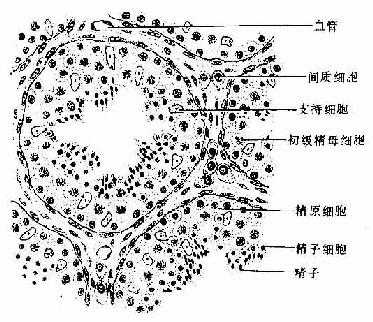  生精小管与睾丸间质