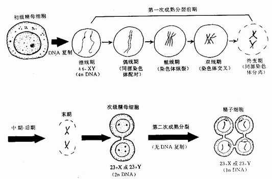 生殖细胞成熟分裂示意图 