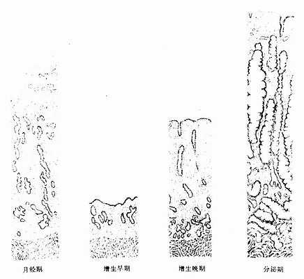 子宫内膜周期性变化示意图