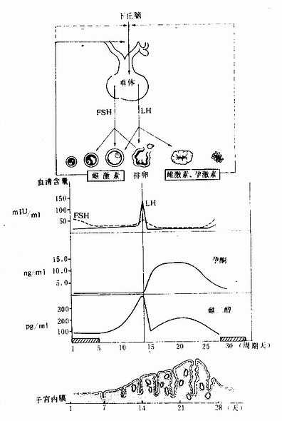 下丘脑、垂体、卵巢内分泌与子宫