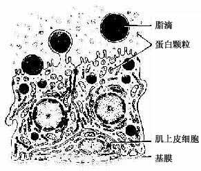 哺乳期乳腺腺细胞超微结构模式图
