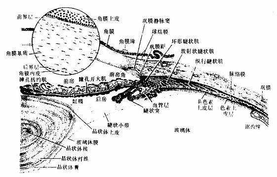 眼球前半部切面