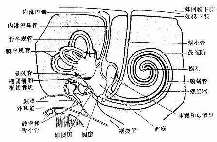 中耳与内耳模式图示骨迷路、膜迷路和感受器