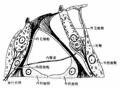 螺旋器毛细胞与支持细胞关系模式图