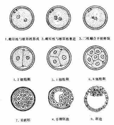卵裂和胚泡形成（第1周） 
