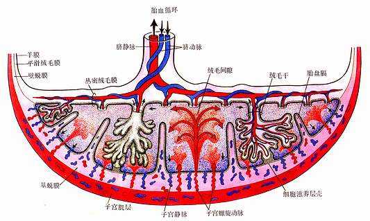 胎盘的结构与血循环模式图