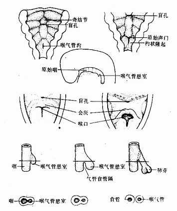喉气管憩室的发生和演化