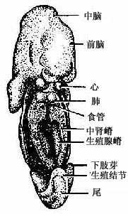 中肾嵴与生殖腺嵴发生(腹面观)