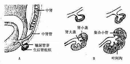 后肾的发生 