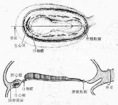 原始心脏的发生