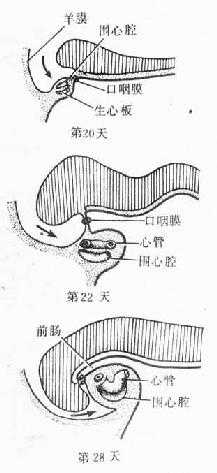 原始心脏的位置变化 (人胚头部纵切)