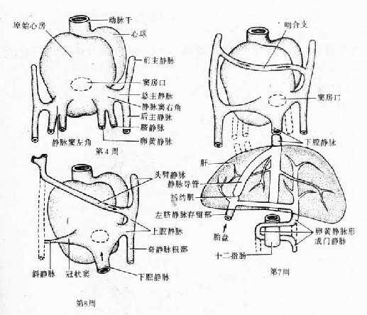 静脉窦及其相连静脉的演变(背面观)