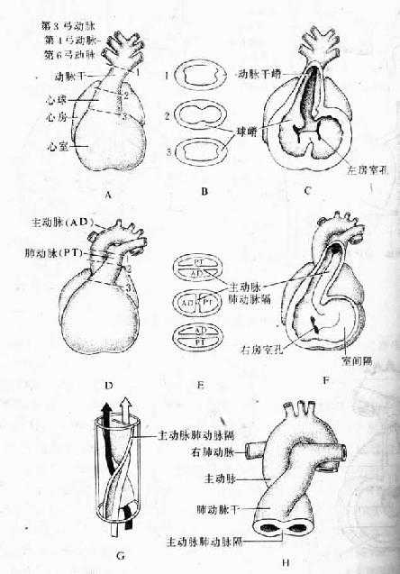 动脉干和心动脉球的分隔(第5~6周)