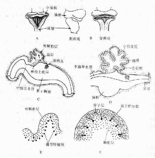 小脑的发生