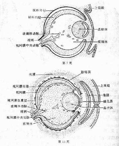 眼球与眼睑的发生
