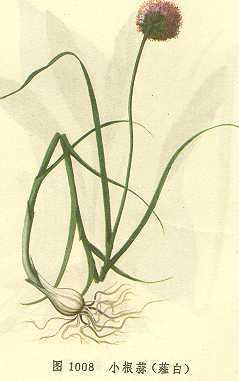 小根蒜
