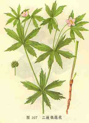 二歧银莲花