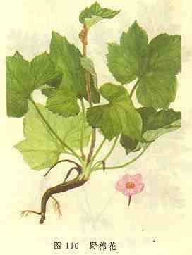 野棉花