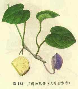 川南马兜玲