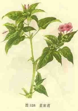 紫茉莉