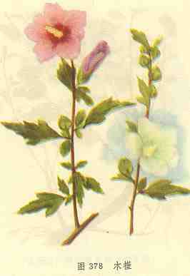 木槿