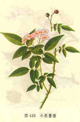 小果蔷薇