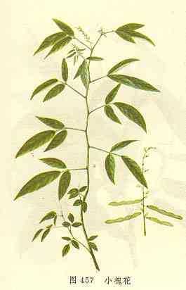 小槐花