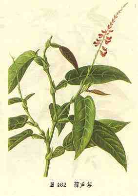 葫芦茶