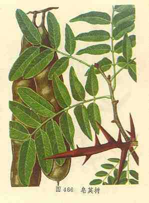 皂荚树