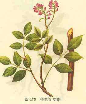 香花崖豆藤