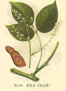 密花豆