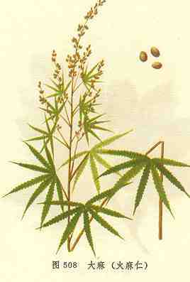大麻
