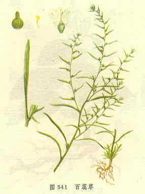 百蕊草