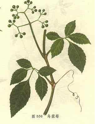 乌蔹莓