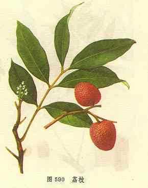 荔枝