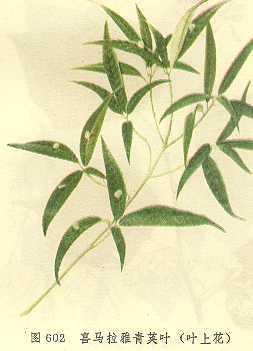 叶上花
